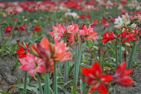 孤挺花種類|孤挺花 (護理, 特徵, 花, 圖片)